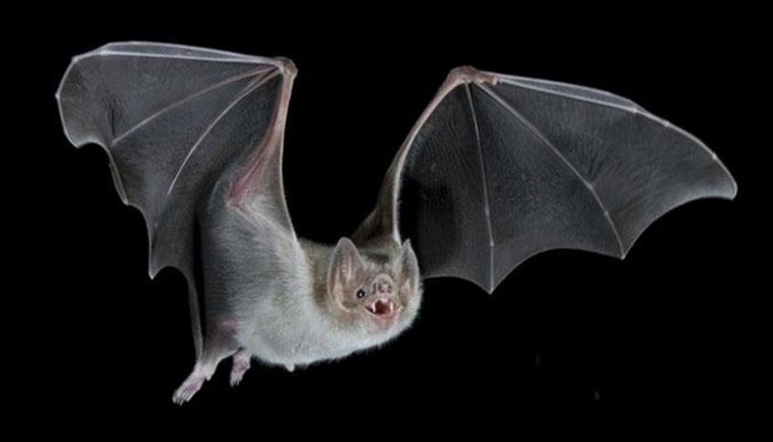 Conosciamo meglio i pipistrelli e sfatiamo qualche luogo comune non del tutto positivo. Conosciamo meglio i pipistrelli e sfatiamo qualche luogo comune non del tutto positivo.